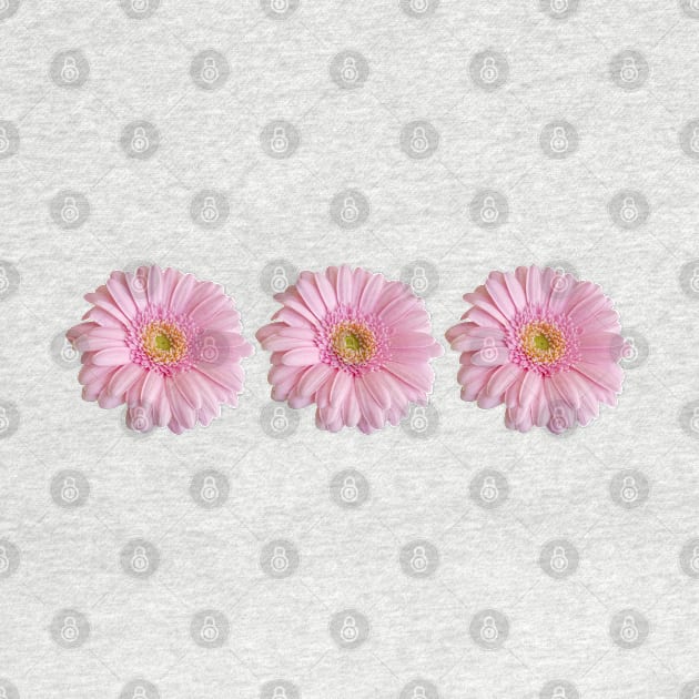 Three Pink Gerberas Floral Photo by ellenhenryart